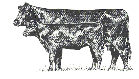 cow calf