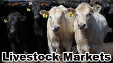 livestock markets